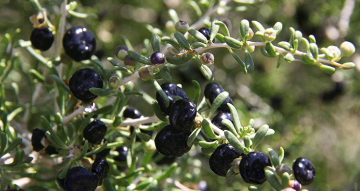 Planted Black Wolfberry Small Grains