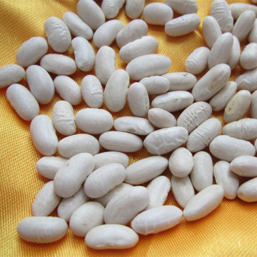 new crop Japanese type white kidney beans