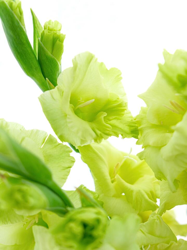 সবুজ গ্ল্যাডিওলাস Green Gladiolus