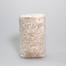 High-Yield Organic Oyster Mushrooms Spawn