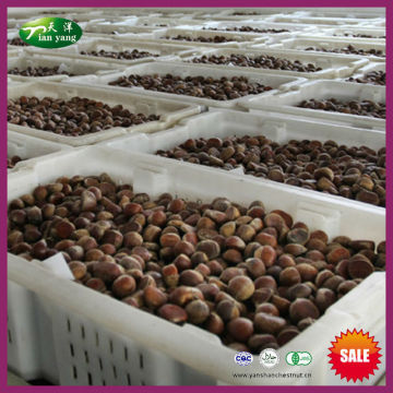 2015 New Crop Fresh Raw Bulk Chestnut Nuts from Yanshan Mountains