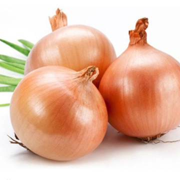 Yellow Onions From GanSu