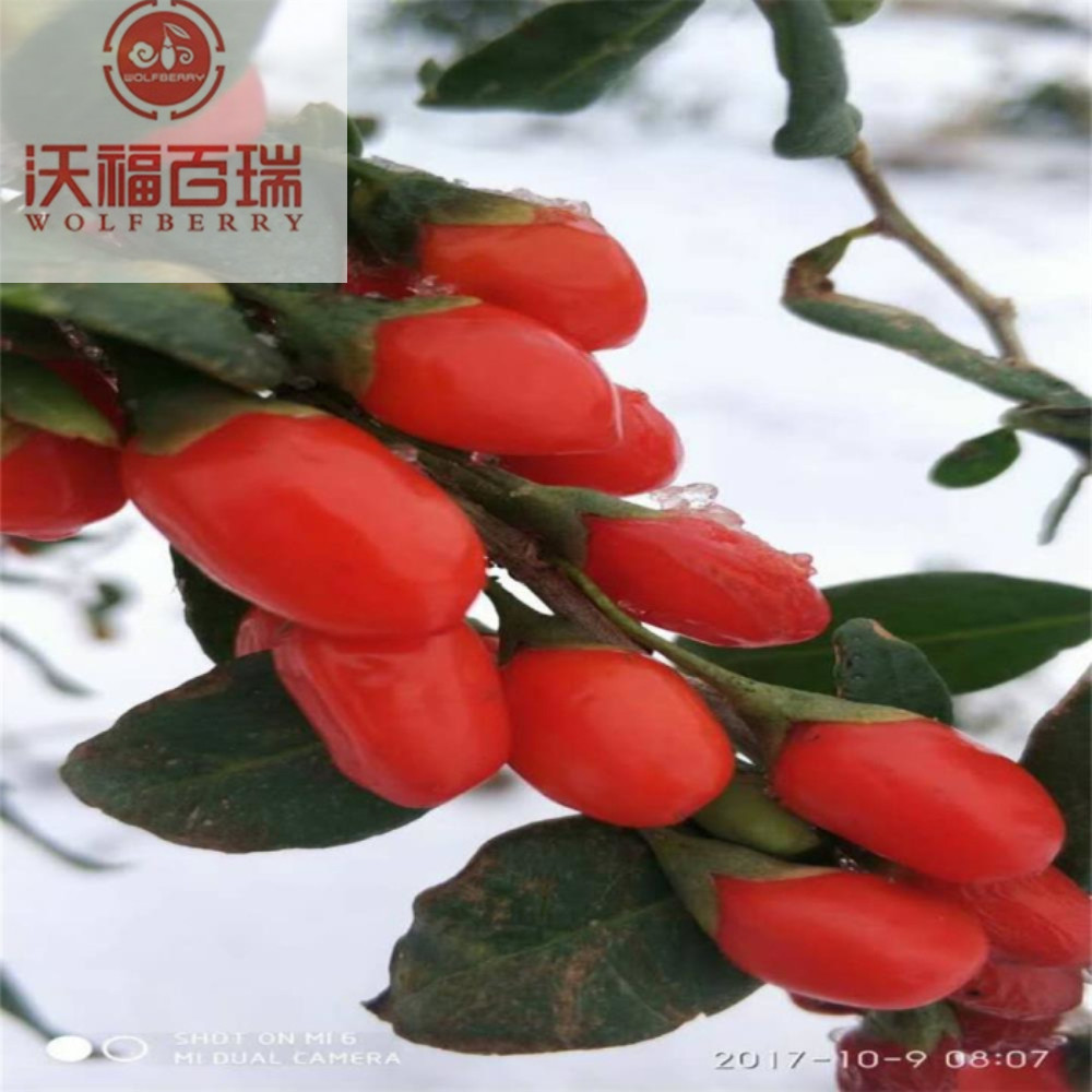 Wolfberry / Lycium Barbarum / superfoods goji μούρο