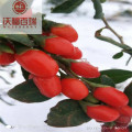 New crop organic goji berries for lose weight