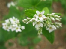 pure and natural raw buckwheat honey