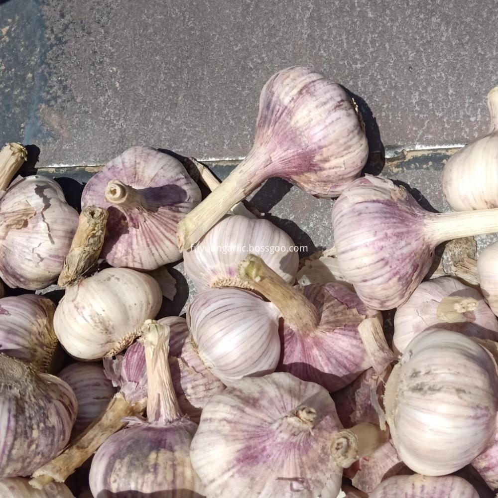 2019 New Crop Normal White Garlic