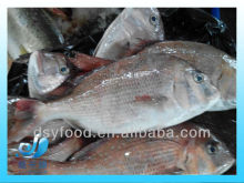 whole round fresh frozen sea bream