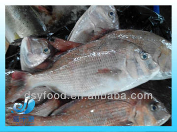 whole round fresh frozen sea bream