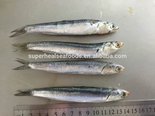 Frozen anchovy for fish meal/Engraulis Japonicus