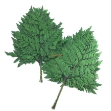 Dried Preserved Fern Leaf Plant Table Decor