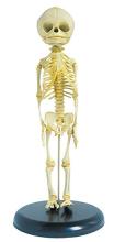 Fetal skeletal model