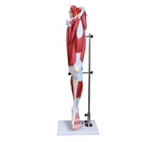 DARHMMY 13-Part Anatomical Model of Human Lower Limb for Medical Education