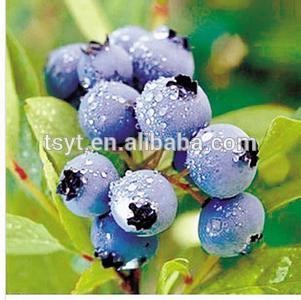 frozen blueberries hot sale