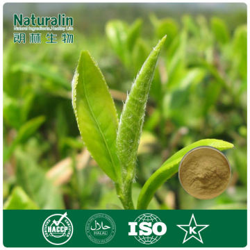 100% natural tea extract High quality White Tea Extract Hot selling tea extract powder