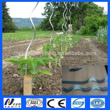 Tomato Spiral Plant Support