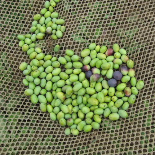 cheap price olive tree collect harvest netting