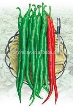Hybrid high yield long pepper seeds for growing-Long Fruit King