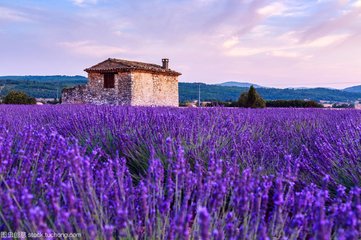 Belleza piel acné eliminar el aceite esencial de lavanda orgánica