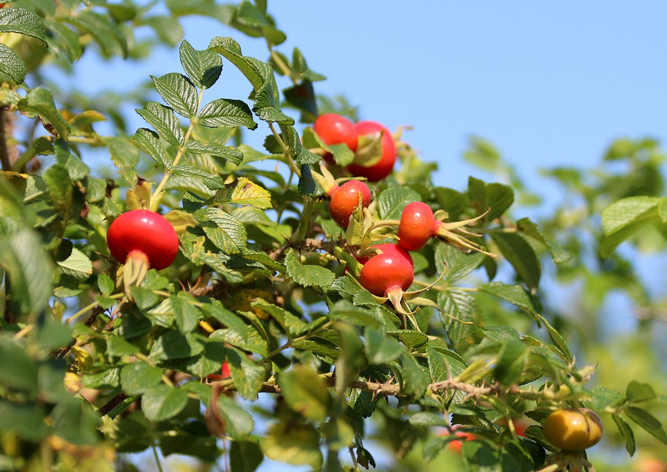 pasokan pabrik 100% minyak esensial rosehip murni