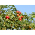 factory supply 100% pure rosehip essential oil