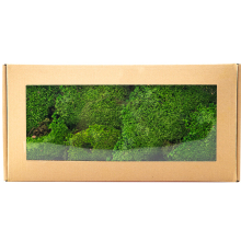 3D Moss Ball Leucobryum Glauca: Natural Real Preserved Pole Moss 0.16 sqm