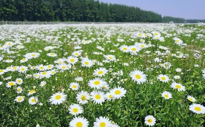 Chamomile Hydrosol OEM yang tidak dililit curah