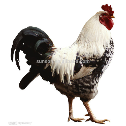 Enzim bahan tambahan makanan haiwan untuk ayam