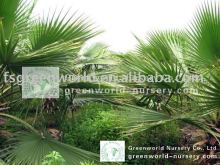 Washingtonia robusta farm