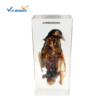 Pigeon Anatomy Organic Resin Embedded Specimen