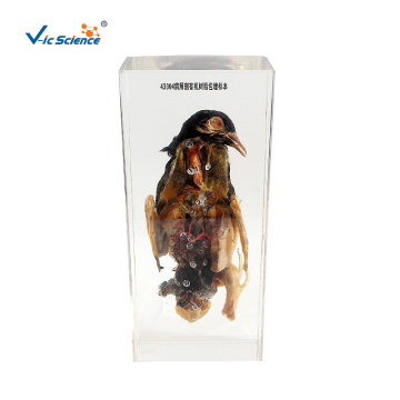 Pigeon Anatomy Organic Resin Embedded Specimen