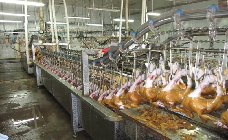 Goose Slaughter House Equipment for Chicken, Duck Halal Slaughrering