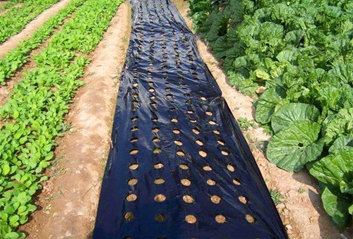 Multifunctional Black Plastic Reflective Agriculture Mulch Film