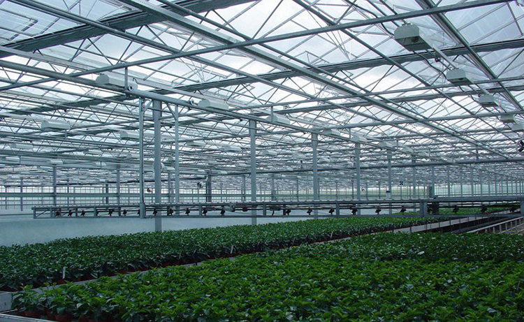 Venlo Glass Greenhouse