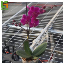 Galvanized Welded Wire Mesh Greenhouse Nursery Bed