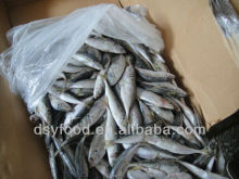 Supply fresh sardine frozen fish