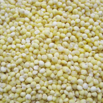 Broom Corn Millet Food