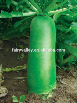 2015 Newest Fruit Type Green Radish Seeds For Growing