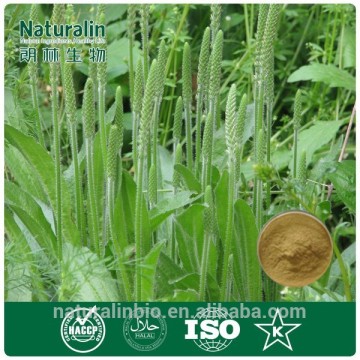 Asiatic Plantain ratio extract