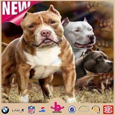 Pit Bulls outdoor Fleece Throw/Very Soft Pitbulls Printed Mink Plush Blanket