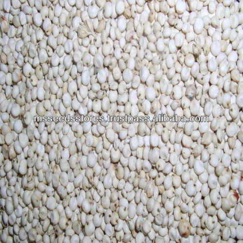 WHITE SORGHUM SEEDS