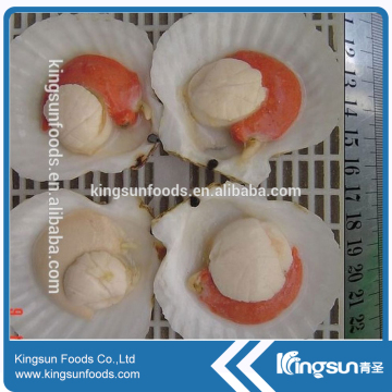 Natural Delicious Frozen Sea Scallop with Roe