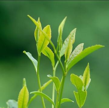 Chinese Green Tea Essential Oil