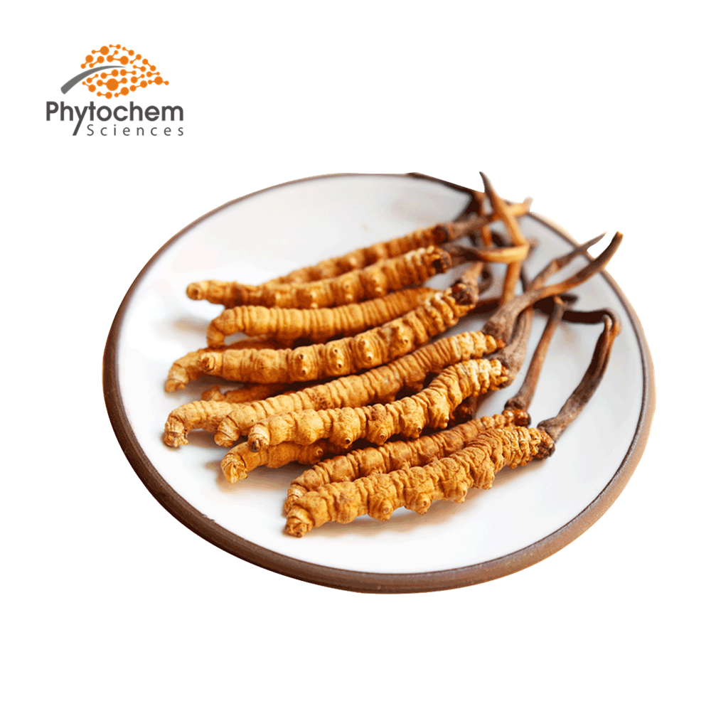 export supplier cordyceps militaris/cordyceps sinensis price