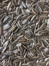 Sunflower Seed/Sunflower seed kernel