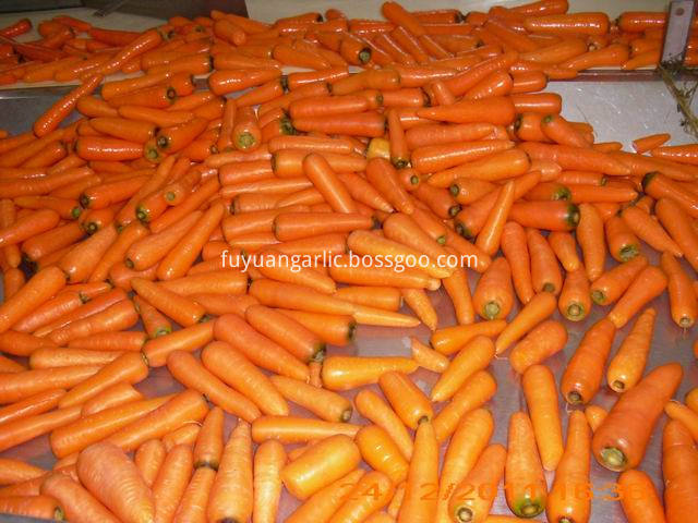 carrot (50)