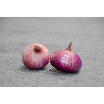 Fresh Onion In Bulk Cheap Red