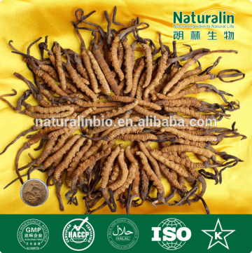 Chong Cao extract 2% cordyceps