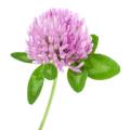 Red Clover extract 8% HPLC