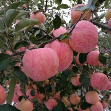 Yantai Produced Red Fuji Apple