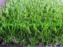 Hot Selling Good Cheap Ornamental Grass?